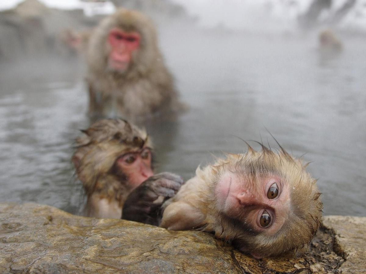 Togari Onsen Alpen Plaza Hotell Iiyama Exteriör bild